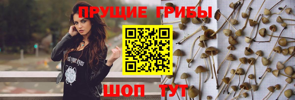 Томск  Псилоцибиновые грибы Psilocybe  закладки  Вход с VPN 